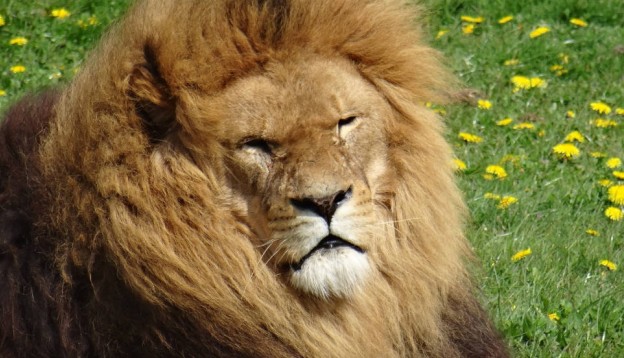 Lion sitting at Yorkshire Wildlife Park