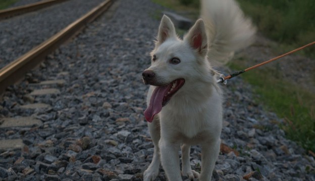 White dog being walked by the train tracks