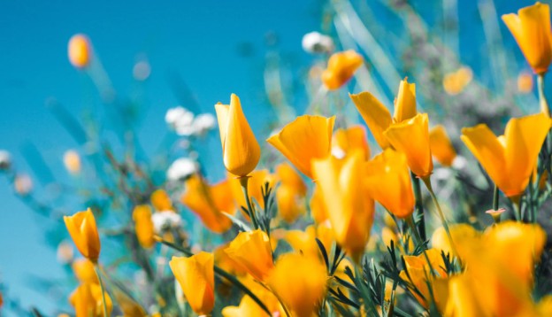 Spring flowers