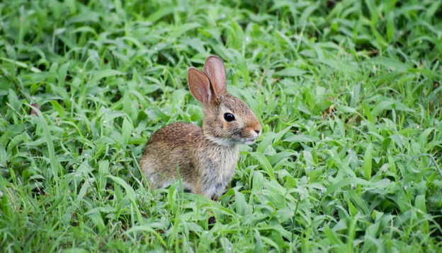 Rabbit in grass