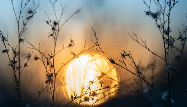 sun rising behind field