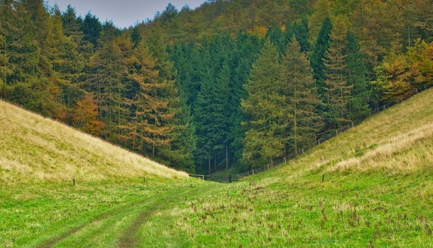 forest behind a field with a footpath
